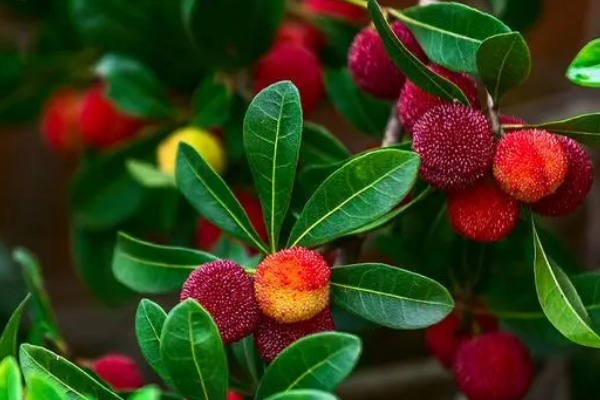 阳羡生态旅游区杨梅