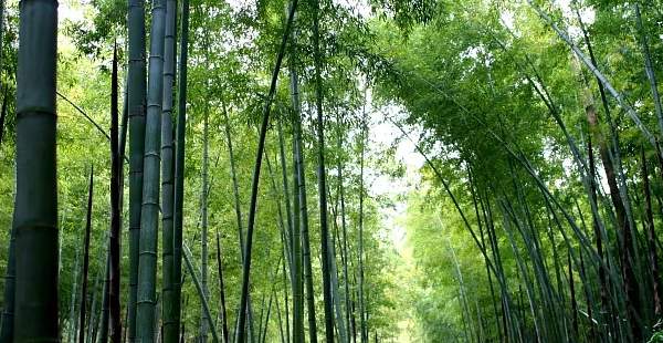 宜兴竹海风景