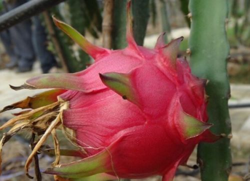 山伯伯四季仙果园的火龙果